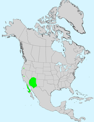 North America species range map for White Woolly Daisy, Eriophyllum lanosum: Click image for full size map. North America species range map for White Woolly Daisy, Eriophyllum lanosum: Click image for full size map.